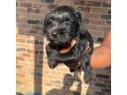 Schnauzer (Miniature) Puppy for sale in Arlington, TX, USA