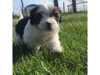 Yorkshire Terrier Puppy for sale in Lewistown, MT, USA