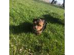 Yorkshire Terrier Puppy for sale in Lewistown, MT, USA