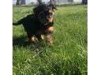 Yorkshire Terrier Puppy for sale in Lewistown, MT, USA