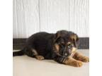 German Shepherd Dog Puppy for sale in Plainville, IN, USA