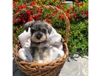 Schnauzer (Miniature) Puppy for sale in Kingsburg, CA, USA