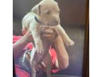 American Pit Bull Terrier Puppy for sale in Port Charlotte, FL, USA