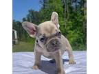 French Bulldog Puppy for sale in Villa Rica, GA, USA