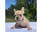 French Bulldog Puppy for sale in Villa Rica, GA, USA