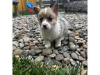 Pembroke Welsh Corgi Puppy for sale in Mount Angel, OR, USA