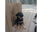 German Shepherd Dog Puppy for sale in Flint, MI, USA