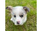Pembroke Welsh Corgi Puppy for sale in Olive Hill, KY, USA