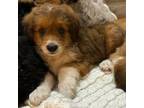 Aussiedoodle Puppy for sale in Montezuma, GA, USA