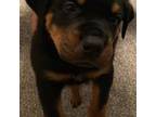 Rottweiler Puppy for sale in Hephzibah, GA, USA
