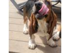 Basset Hound Puppy for sale in Spokane, WA, USA