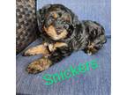 Aussiedoodle Puppy for sale in Canyon Lake, CA, USA