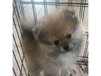 Pomeranian Puppy for sale in Vacaville, CA, USA