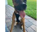 Boxer Puppy for sale in Stuart, FL, USA