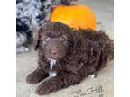 Aussiedoodle Puppy for sale in Clarinda, IA, USA
