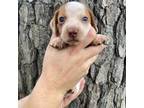 Dachshund Puppy for sale in Maple Hill, NC, USA