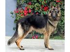 Tyson von Tyrlaching German Shepherd Dog Young Male