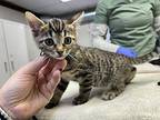 Ricki Chumley Domestic Shorthair Kitten Female