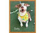 BETTY - see video American Staffordshire Terrier Adult Female