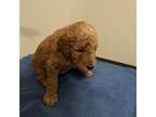 Mutt Puppy for sale in Cornish, ME, USA