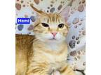 Hemi Domestic Shorthair Kitten Male