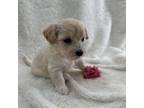 Maltipoo Puppy for sale in Denair, CA, USA