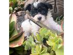 Poodle (Toy) Puppy for sale in Ocala, FL, USA