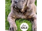 Cane Corso Puppy for sale in Gardner, MA, USA