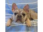 French Bulldog Puppy for sale in Springfield, MO, USA