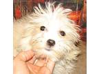 Sheena Maltese Young Female