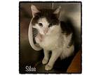 SILAS Domestic Shorthair Adult Male