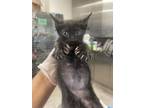 Colby Domestic Shorthair Adult Male