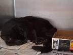 Freddie Domestic Shorthair Senior Male