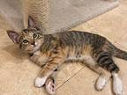 Bea Domestic Shorthair Young Female