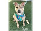 RYUN - see video American Bulldog Adult Female