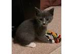 Flint Domestic Shorthair Kitten Male