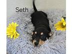 Seth Shepherd (Unknown Type) Puppy Male