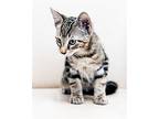 Baby Larry Domestic Shorthair Kitten Male
