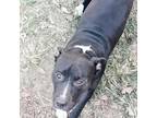 BUBBA American Staffordshire Terrier Adult Male