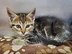 Yzma Domestic Shorthair Kitten Female