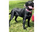 Dolly, Labrador Retriever For Adoption In Homosassa Springs, Florida