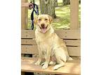Marley, Labrador Retriever For Adoption In Homosassa Springs, Florida