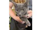 Rory, Domestic Shorthair For Adoption In Aiken, South Carolina