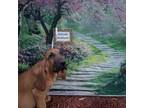 Bloodhound Puppy for sale in Kenbridge, VA, USA