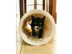 Pancake, Domestic Shorthair For Adoption In Gloucester, Massachusetts