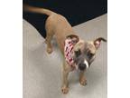 Simone, American Pit Bull Terrier For Adoption In Mesquite, Texas