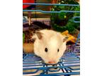 Violet, Hamster For Adoption In Pittsfield, Massachusetts