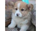 Pembroke Welsh Corgi Puppy for sale in Baldwin, GA, USA