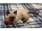 Mikey, Siamese For Adoption In Athens, Tennessee