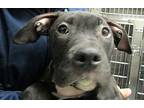Eeyore, American Staffordshire Terrier For Adoption In Raleigh, North Carolina